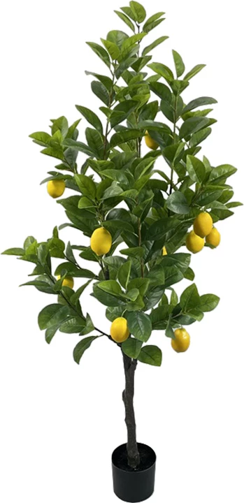 Bimë dekorative limoni në vazo, ngjyrë e zezë-gjelbër, 150cm