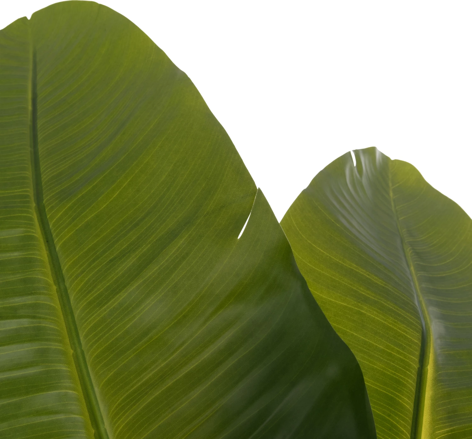 Bimë sintetike dekorative në vazo, Strelitzia, FH4739, Φ18x172cm