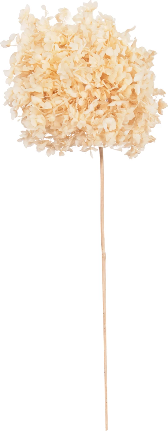 Lule e tharë dekorative, hortensia, krem, FH7954, 55H cm