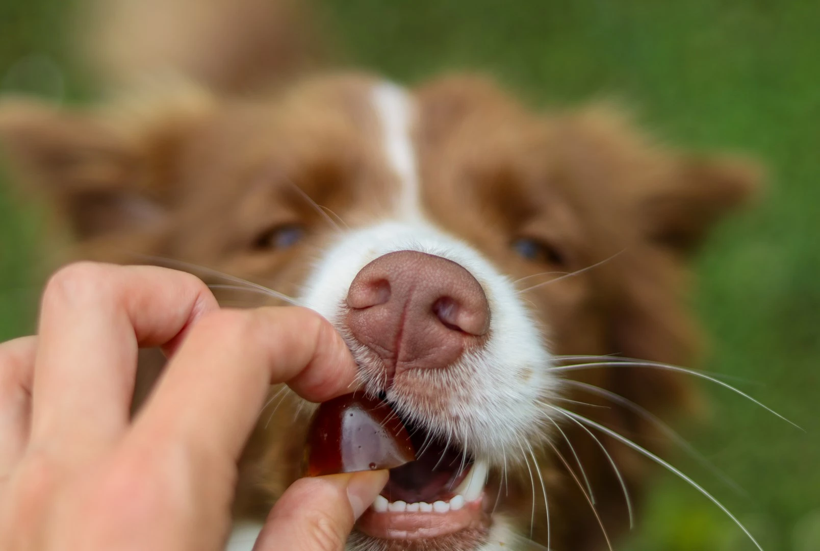 Vitamina për qentë e vegjël CONTIPRO GELOREN, 180g