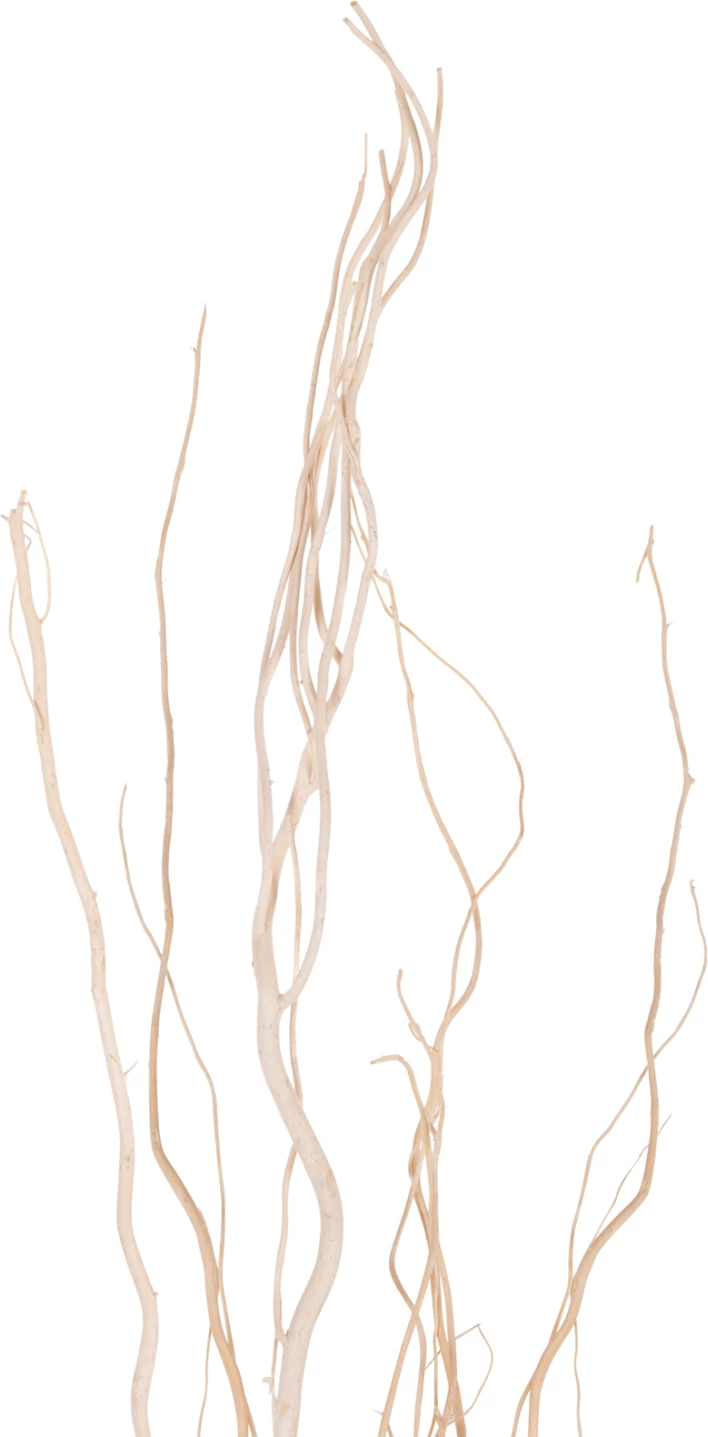 Buqetë dekorative 5 copë degë shelgu të thata FH7966 krem 170Hcm