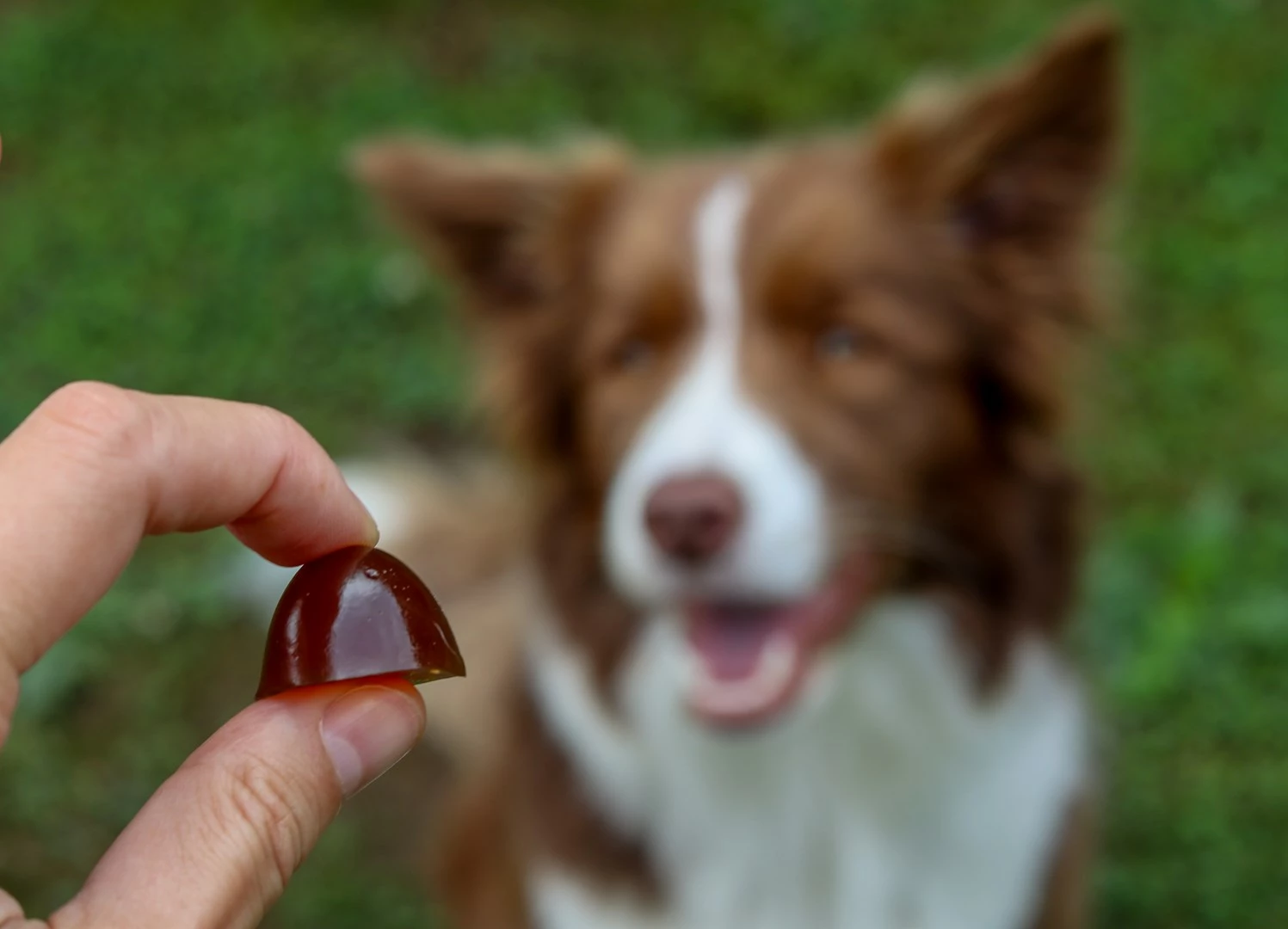 Vitamina për qentë e vegjël CONTIPRO GELOREN, 180g