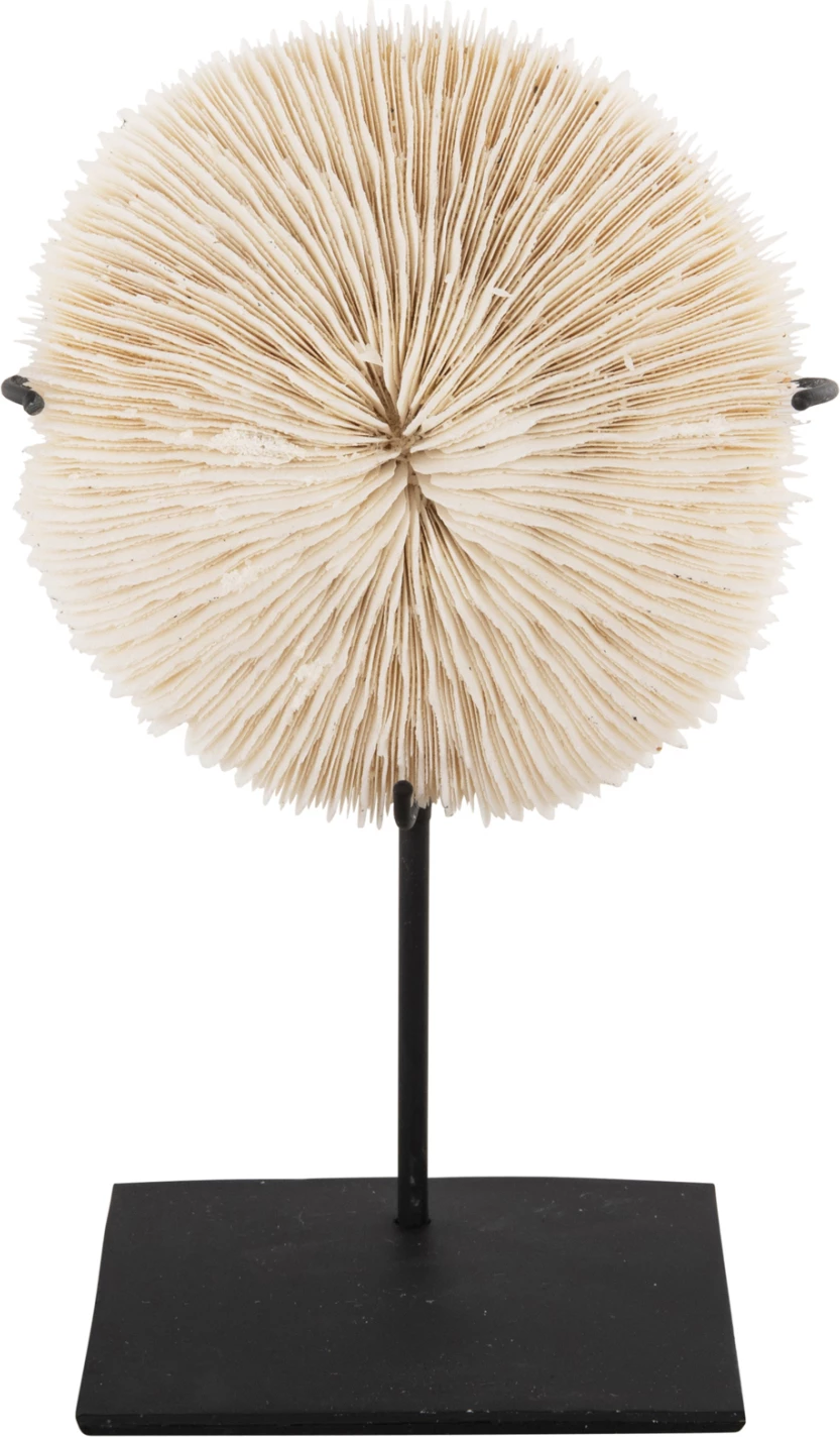 Dekor Tavoline FH4273 koral në ngjyrë natyrale - qëndrim metalik i zi 8x8x16H cm