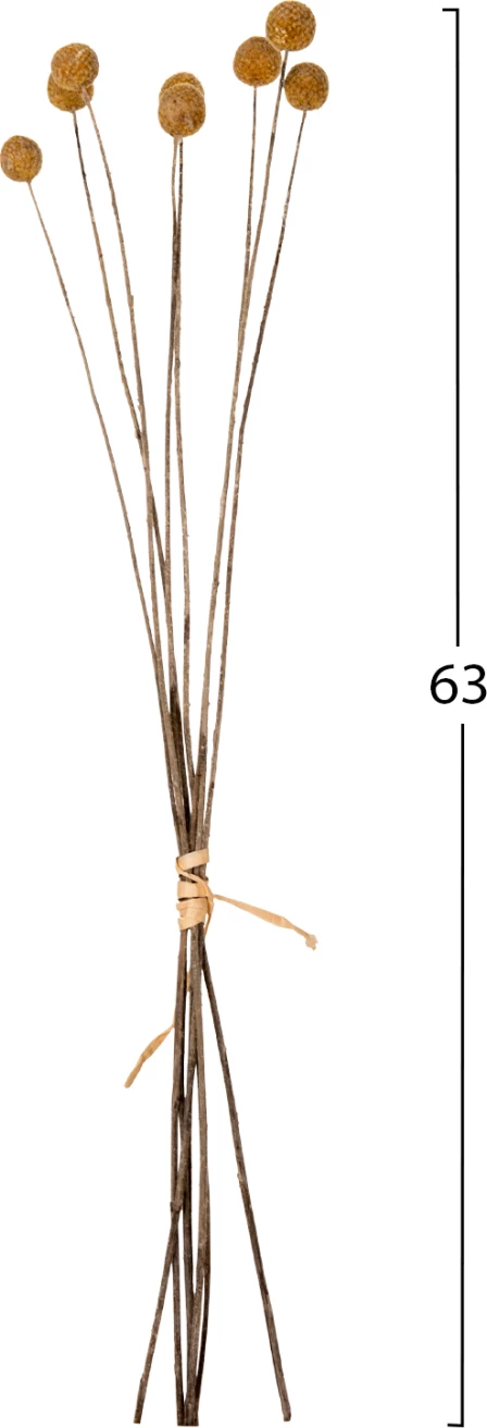 Buqetë dekorative e tharë Craspedia Globosa FH7956 e verdhë 63H cm