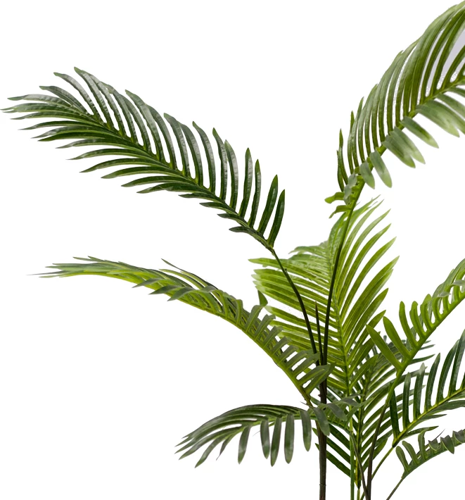Bimë dekorative Areca në vazo, ngjyrë e gjelbër, H80cm