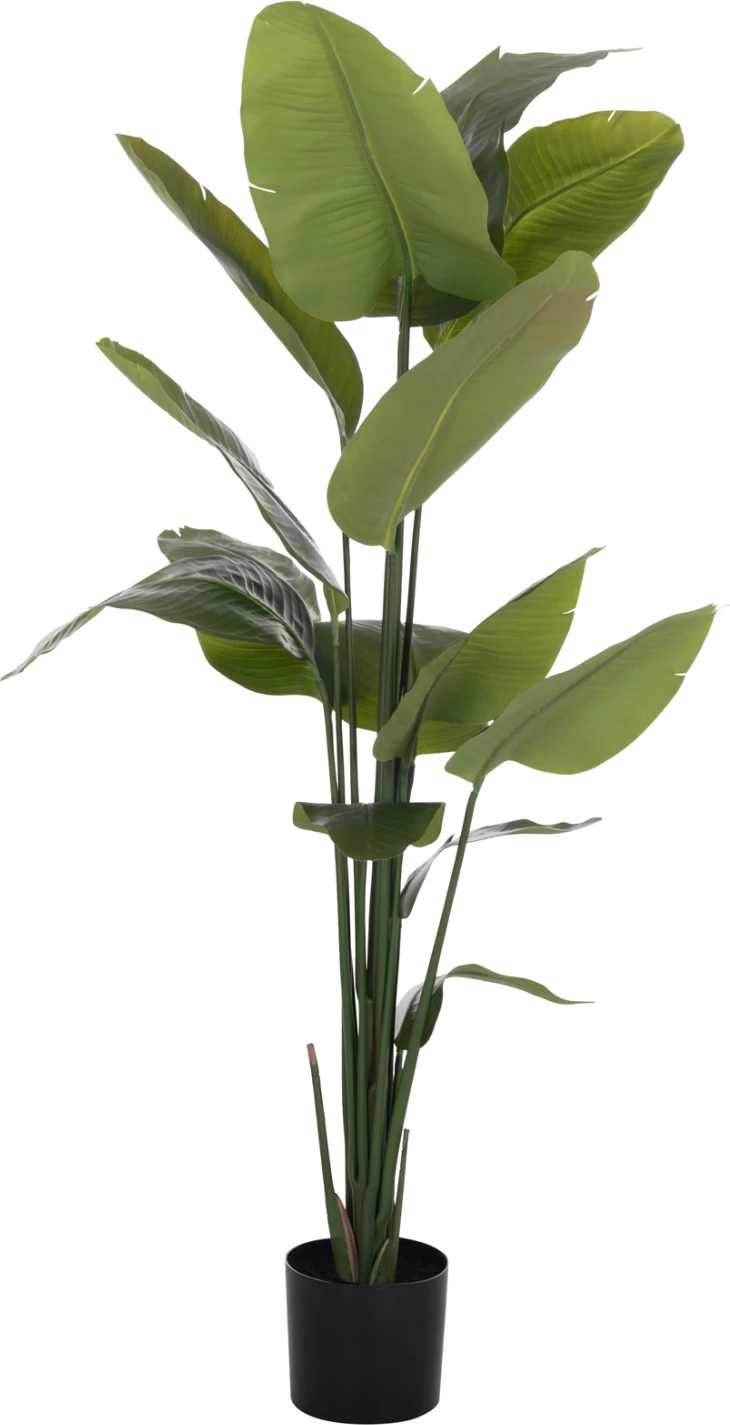 Bimë sintetike dekorative në vazo, Strelitzia, FH4739, Φ18x172cm