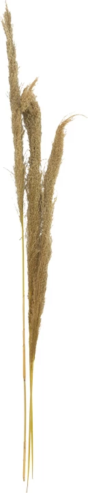 Set dekorativ me gjethe pampas natyrale, Beroun, 3 copë, 140cm