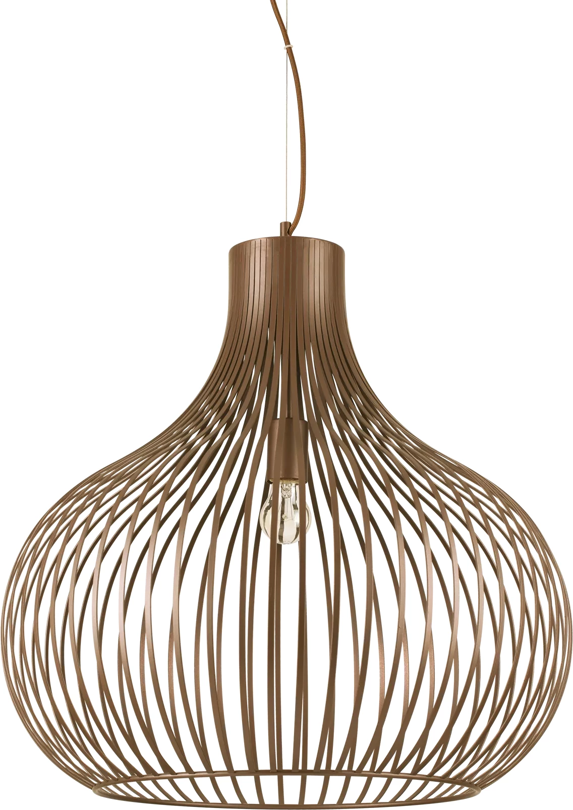 Llambë e varura  Onion sp1 d59