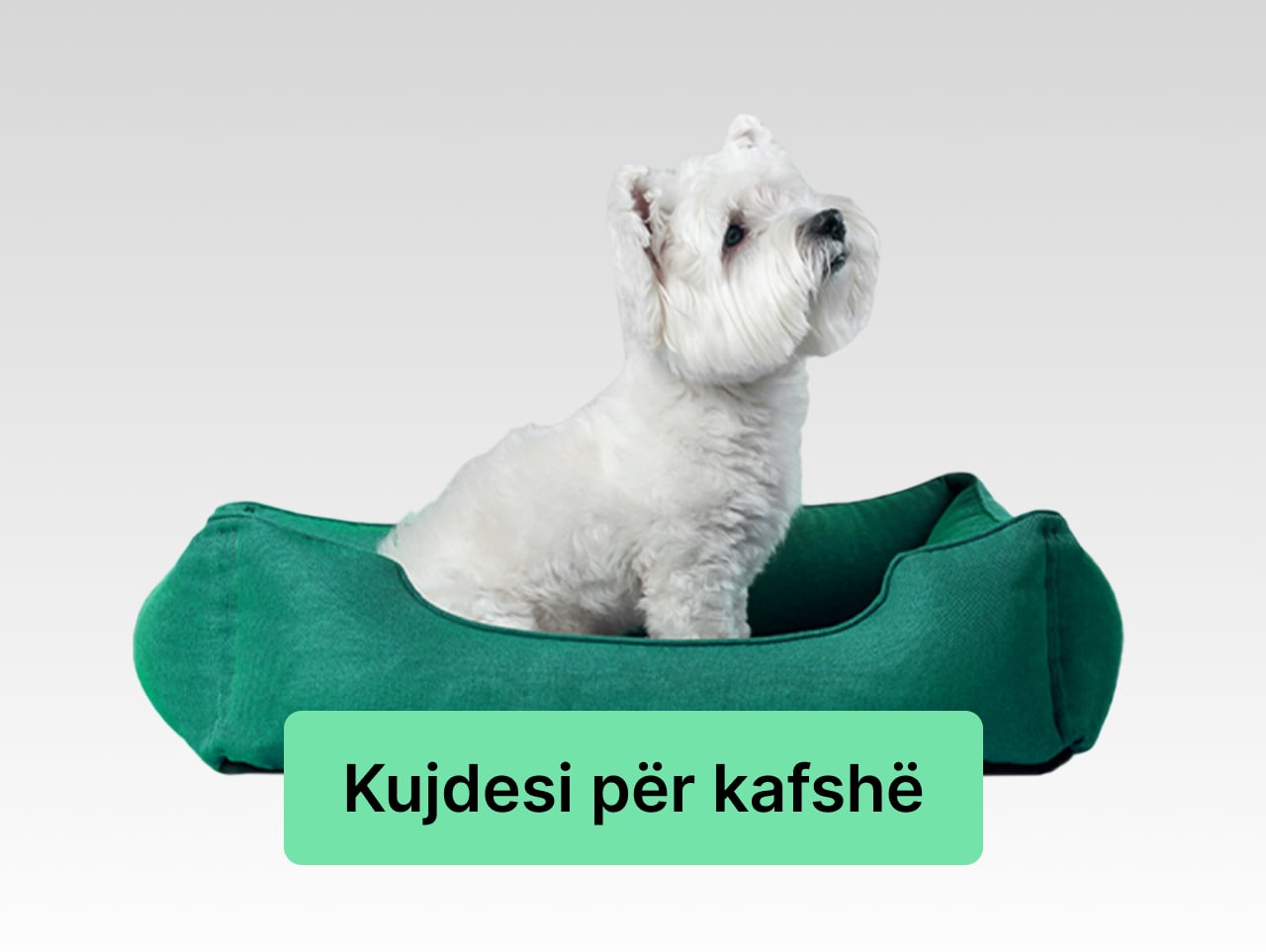 kujdesi_per_kafshe