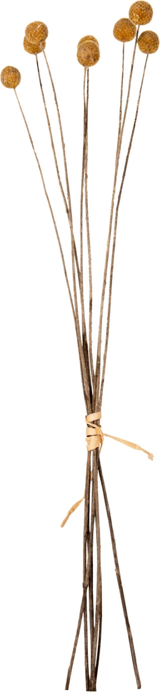 Buqetë dekorative e tharë Craspedia Globosa FH7956 e verdhë 63H cm