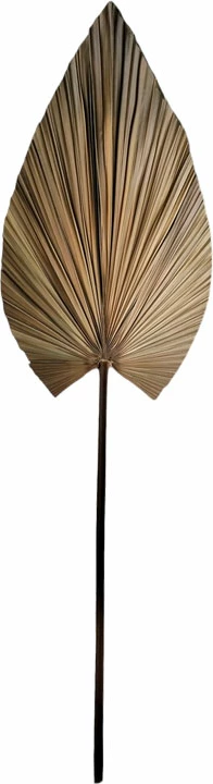 Gjethe dekorative Leafen, gjethe palme natyrale